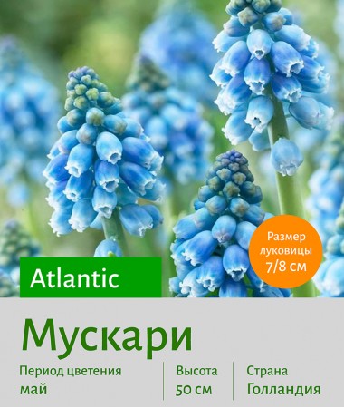  Мускари (Muscari) Atlantic 